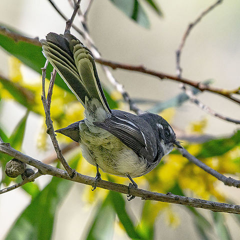 Grey Fantail  Australia,Geotagged,Grey Fantail,Rhipidura albiscapa,Winter