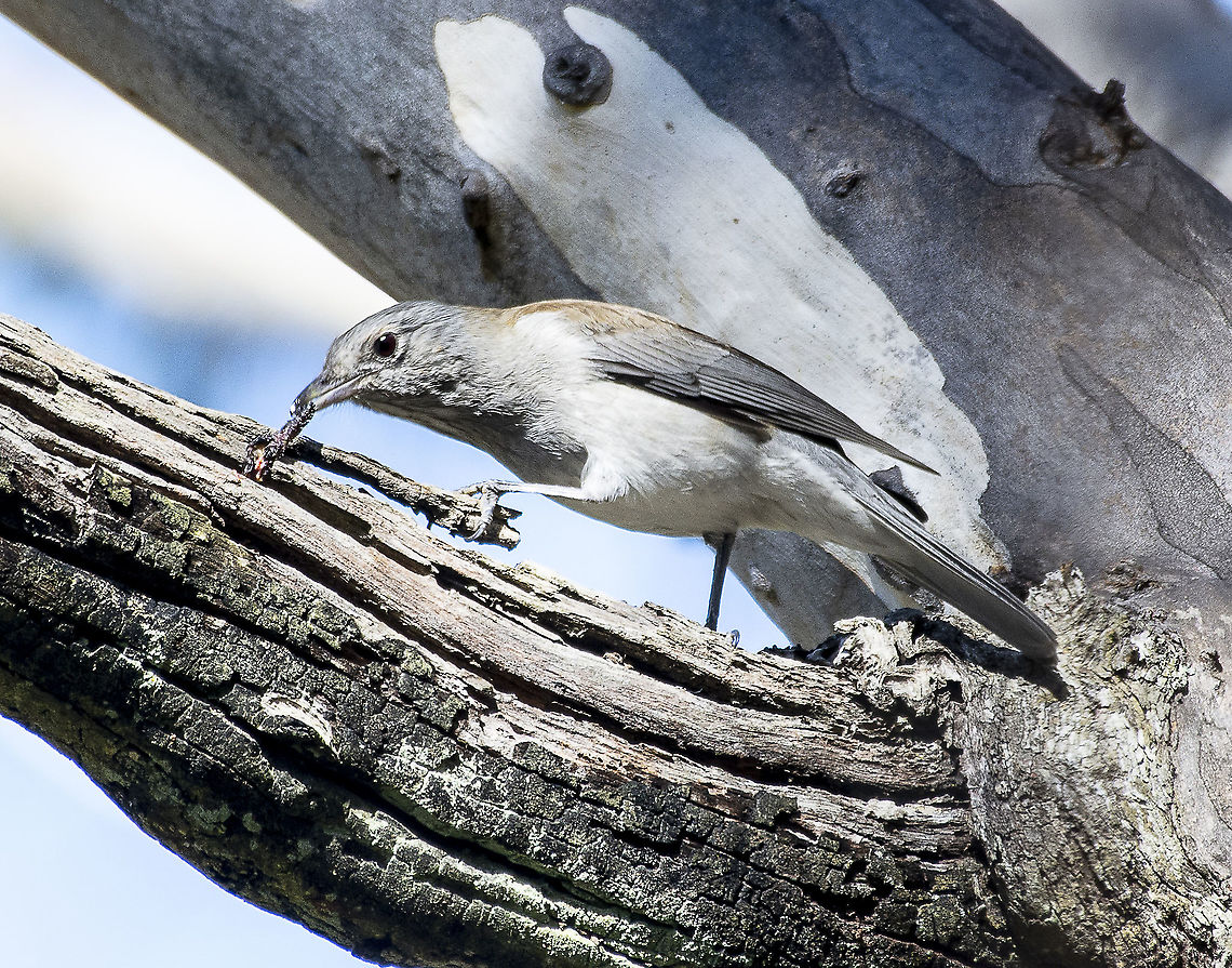 Grey Shrike Thrush  Australia,Colluricincla harmonica,Geotagged,Grey shrike-thrush,Winter