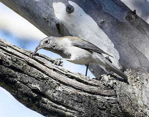 Grey Shrike Thrush  Australia,Colluricincla harmonica,Geotagged,Grey shrike-thrush,Winter