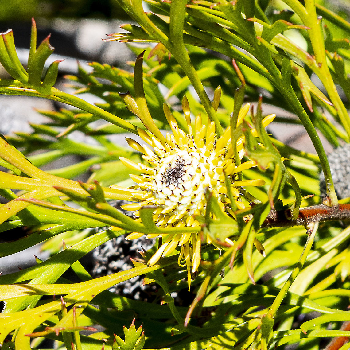 Isopogon petiolaris Isopogon is a genus of around 35 species, all occurring only in Australia. They are found in the southern half of the continent in temperate regions. Most are small to medium sized shrubs having flower clusters arranged in globular heads. The fruits are also globular in shape giving rise to the common name of "drumsticks". Some are also called "coneflowers" although this name is more usual in the related genus Petrophile.<br />
<br />
<a href="http://anpsa.org.au/i-pet.html" rel="nofollow">http://anpsa.org.au/i-pet.html</a> Australia,Geotagged,Isopogon petiolaris,Winter