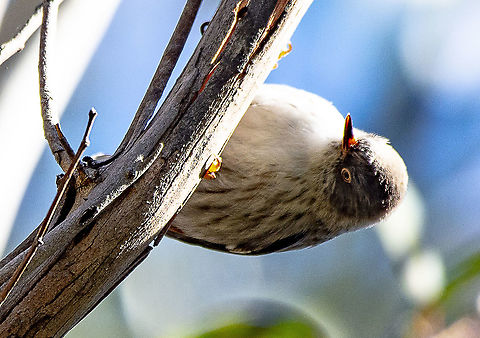 Varied Sittella - Daphoenositta chrysoptera At first glance a foraging Varied Sittella may appear to behave rather like a treecreeper as it probes crevices in the bark of trees for insects and other invertebrates while scurrying about the branches and trunks. However, closer observation shows that sittellas spiral head-first down the trunks of trees, while treecreepers spiral up the trunks. There is much variation in the appearance of sittellas throughout their range, in mainland Australia &mdash; they appear so different that in years gone by many of them were treated as separate species.

https://www.birdlife.org.au/bird-profile/varied-sittella

https://macaulaylibrary.org/asset/201378111 Australia,Daphoenositta chrysoptera,Geotagged,Varied sittella,Winter
