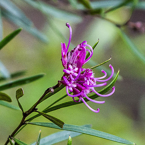 Pink Spider Flower - Grevillea sericea  Australia,Geotagged,Grevillea sericea,Pink Spider Flower,Winter