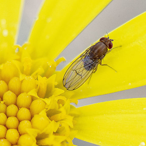 Small Brown Fly - Lauxanid  Australia,Geotagged,Winter