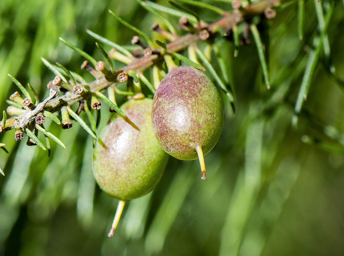 Persoonia Pinifolia - pine-leafed geebung  Australia,Geotagged,Persoonia pinifolia,Pine-leaved geebung,Winter