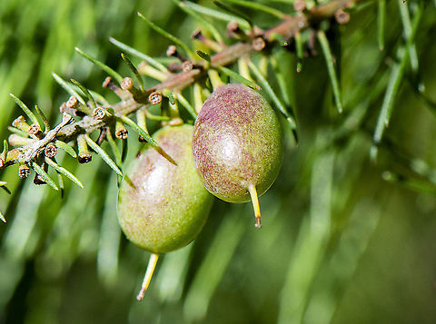 Persoonia Pinifolia - pine-leafed geebung  Australia,Geotagged,Persoonia pinifolia,Pine-leaved geebung,Winter