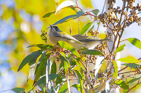 Brown-headed Honeyeater Pair - Melithreptus brevirostris Small honeyeater with brown cap. Primarily gray-brown with olive back and lighter underparts. Eye patch and band leading from the eye to back of the head are cream-colored. Juveniles have pale blue coloration around the eye and a yellow bill. Take care to separate from juvenile White-naped Honeyeater, which lacks the pale half collar around the side of the neck. The plumage of this species varies geographically. Common in eucalypt forests, where it is usually very vocal and active. Forages in small groups. 

tps://ebird.org/species/brhhon1/AU-NSW-BLU Australia,Brown-headed honeyeater,Geotagged,Melithreptus brevirostris,Winter