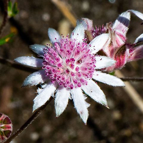 Pink Flannel Flower - A Phoenix Pink flannel flowers (Actinotus forsythii) only occur in scattered parts of eastern Australia, from the Blue Mountains to north-eastern Victoria. They favour heath and open forest areas at altitude. While not endangered as a species, they appear so infrequently that many bushwalkers have never seen them. The seeds can lay dormant for years on end, waiting for a special confluence of events forming the right conditions for their emergence &ndash; a year or so after bushfire followed by rainfall, which is exactly what the flower&rsquo;s home turf experienced last year.

https://www.australiangeographic.com.au/news/2021/01/rare-pink-flannel-flowers-bloom-after-bushfires/ Actinotus forsythii,Australia,Geotagged,Pink Flannel Flower,Summer
