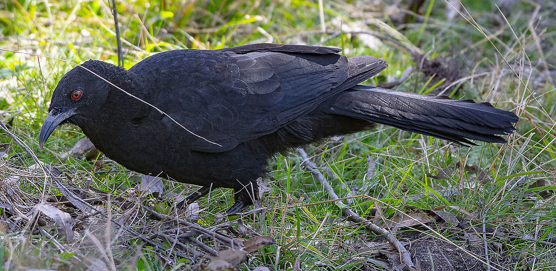 White Winged Chough  Australia,Corcorax melanorhamphos,Geotagged,White-winged chough,Winter