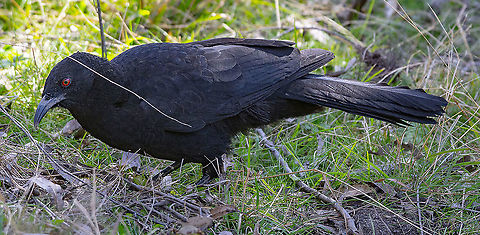 White Winged Chough  Australia,Corcorax melanorhamphos,Geotagged,White-winged chough,Winter