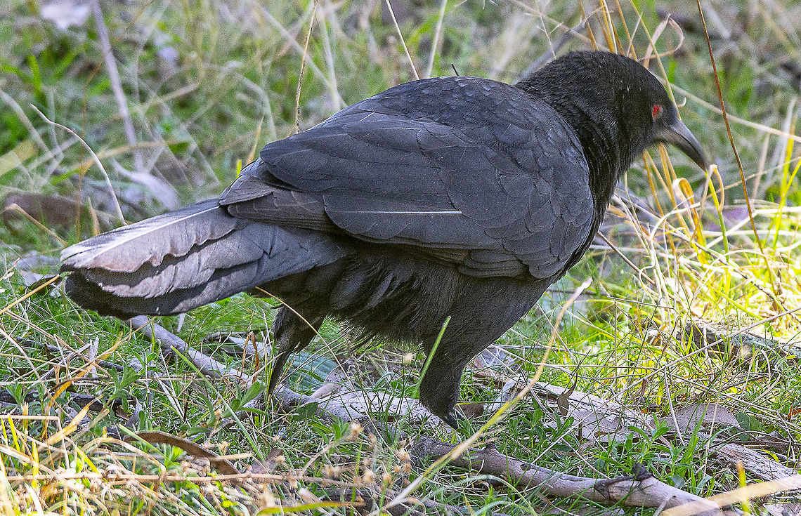 Glimpse of - White-Winged Chough <section class="video"><iframe width="448" height="282" src="https://www.youtube-nocookie.com/embed/itmHyccc670?hd=1&autoplay=0&rel=0" frameborder="0" allowfullscreen></iframe></section> Australia,Corcorax melanorhamphos,Geotagged,White-winged chough,Winter