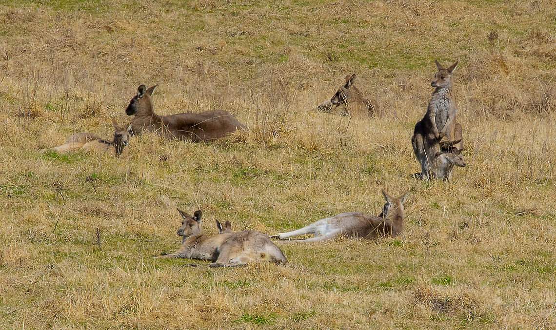 Resting Mob - Grey Kangaroos A long shot but captured the midday mood Australia,Eastern grey kangaroo,Geotagged,Macropus giganteus,Winter