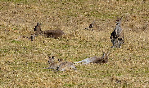 Resting Mob - Grey Kangaroos A long shot but captured the midday mood Australia,Eastern grey kangaroo,Geotagged,Macropus giganteus,Winter