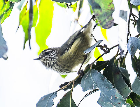 Striated Thornbill  Acanthiza lineata,Australia,Canada,Geotagged,Striated thornbill,Summer,Winter
