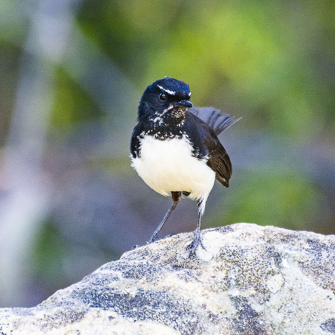 Willie Wagtail - Rhipidura leucophrys  Australia,Geotagged,Rhipidura leucophrys,Willie Wagtail,Winter
