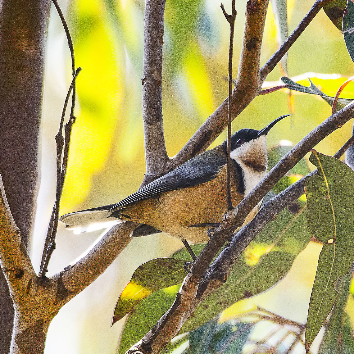 Eastern Spinebill  Acanthorhynchus tenuirostris,Australia,Eastern Spinebill,Geotagged,Winter