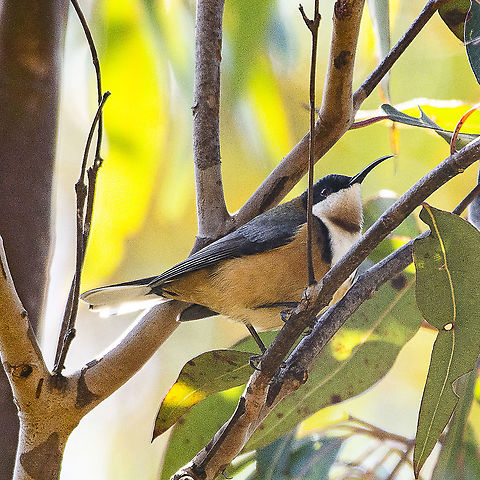 Eastern Spinebill  Acanthorhynchus tenuirostris,Australia,Eastern Spinebill,Geotagged,Winter