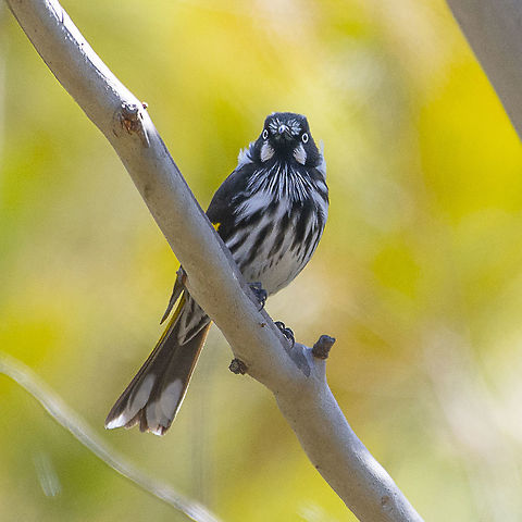 Facebook Face - New holland honeyeater  Australia,Geotagged,New Holland honeyeater,Phylidonyris novaehollandiae,Winter