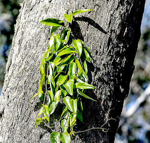 Green Treecreeper    LOL   - Araujia sericifera  Araujia sericifera,Australia,Geotagged,Moth Plant,Winter