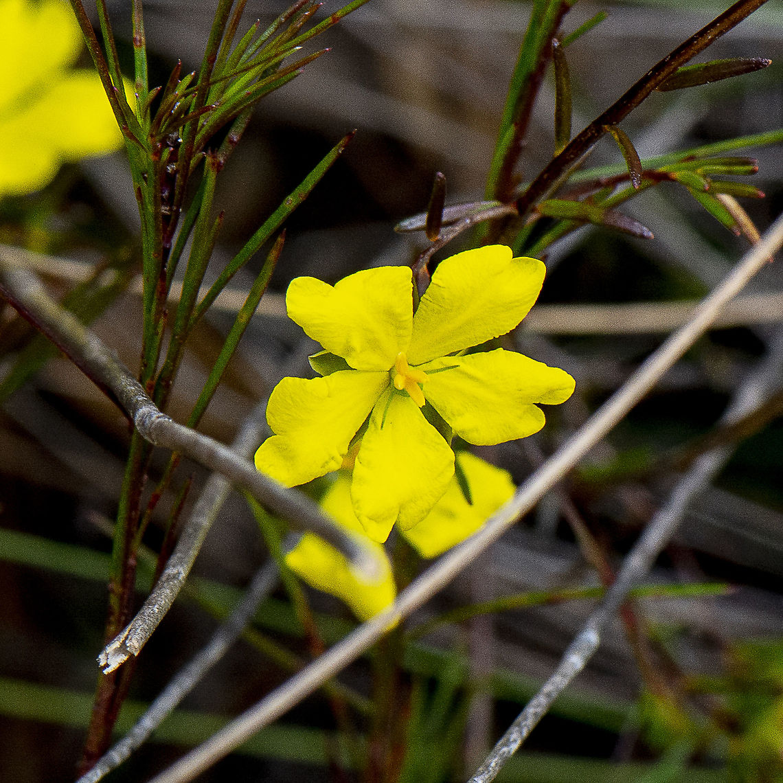 Hibbertia unidentified  Australia,Geotagged,Hibbertia virgata,Twiggy Guinea-Flower,Winter