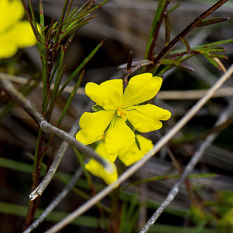 Hibbertia unidentified  Australia,Geotagged,Hibbertia virgata,Twiggy Guinea-Flower,Winter