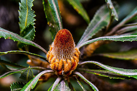 Banksia Serrata Floral Bud  Australia,Banksia serrata,Geotagged,Saw banksia,Winter