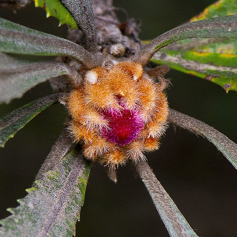 Banksia Serrata Floral Bud  Australia,Banksia serrata,Geotagged,Saw banksia,Winter