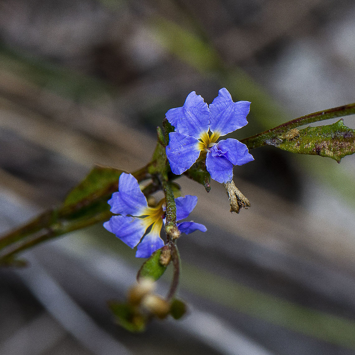 Dampiera Stricta  Australia,Blue Dampiera,Dampiera stricta,Geotagged,Winter
