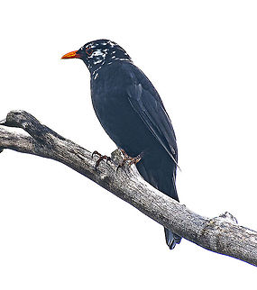The common blackbird - Turdus merula - Leucism This bird baffled me for some time until I happened upon the article below. These birds were introduced to Australia in the 1850's.

Plumage coloration in birds is mainly the result of the deposition of pigments in the feathers (Fox and Vevers 1960). The most important pigments in bird coloration are carotenoids (red and yellow coloration) and melanins (brown and black coloration) (McGraw 2005, 2005b). Disturbances in the deposition of pigments produce chromatic aberrations (van Grouw 2013). The most common of these aberrations, mostly associated with melanin-based pigmentation, is leucism or partial albinism (Guay et al. 2012), the total or partial lack of melanins in the feathers. Leucism is characterized by having white patches (in the most common cases only in the feathers) but normal coloration in some parts of the body (i.e. have normal-colored eyes, bill, skin and feet) (Guay et al. 2012). 

https://onlinelibrary.wiley.com/doi/full/10.1111/jav.01778 Australia,Common Blackbird,Geotagged,Turdus merula,Winter