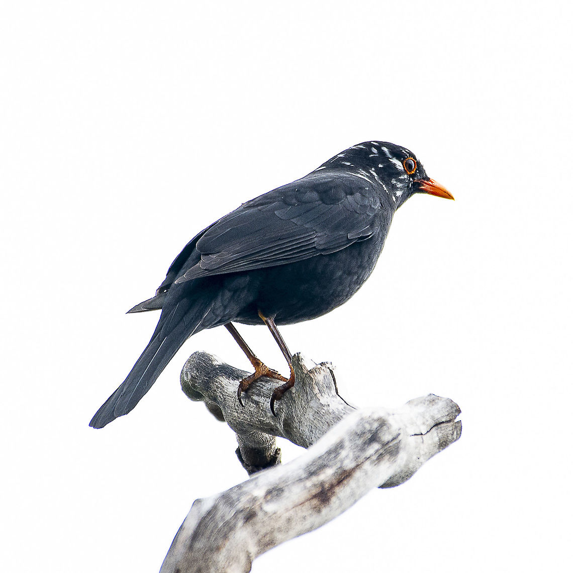 The common blackbird - Turdus merula - Leucism  Australia,Common Blackbird,Geotagged,Turdus merula,Winter