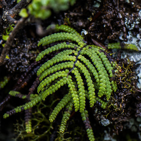 Gleichenia dicarpa - Coral Fern Tiny fern found on wet rock face Australia,Geotagged,Gleichenia dicarpa,Pouched coral fern,Winter
