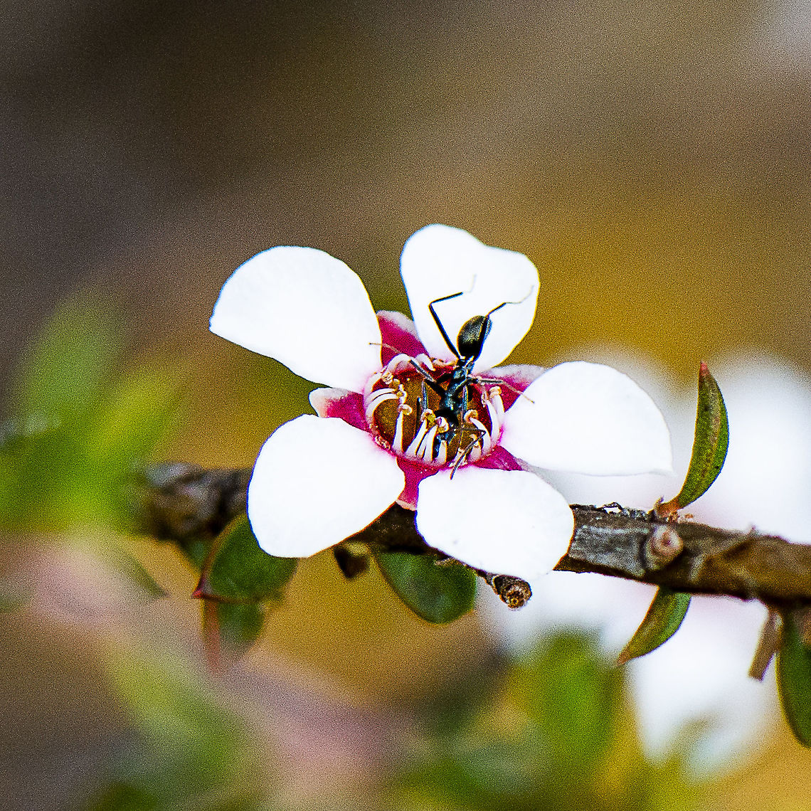 Pink Tea -Tree - Leptospermum squarrosum A white-footed ant visiting this beautiful flower Australia,Geotagged,Leptospermum squarrosum,Peach blossom tea-tree,Winter
