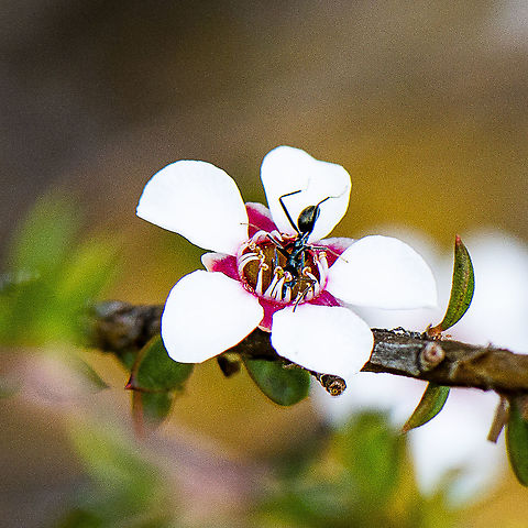 Pink Tea -Tree - Leptospermum squarrosum A white-footed ant visiting this beautiful flower Australia,Geotagged,Leptospermum squarrosum,Peach blossom tea-tree,Winter