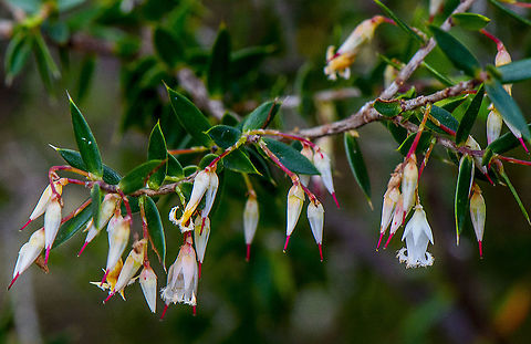 Leucopogon Setiger  Australia,Geotagged,Leucopogon setiger,Winter