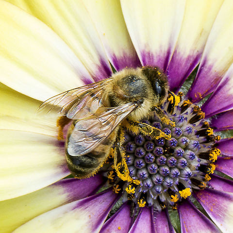 Apis Melifera  Apis mellifera,Australia,Geotagged,Western honey bee,Winter