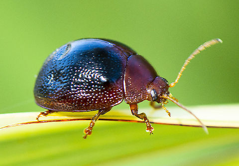 Acacia Leaf Beetle  Australia,Dicranosterna immaculata,Geotagged,Winter