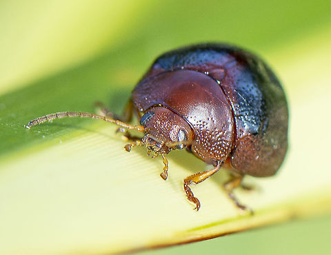 Acacia Leaf Beetle - Dicranosterna immaculata  Australia,Dicranosterna immaculata,Geotagged,Winter