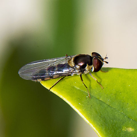 Hoverfly - Melangyna viridiceps  Australia,Common Halfband,Geotagged,Melangyna viridiceps,Winter