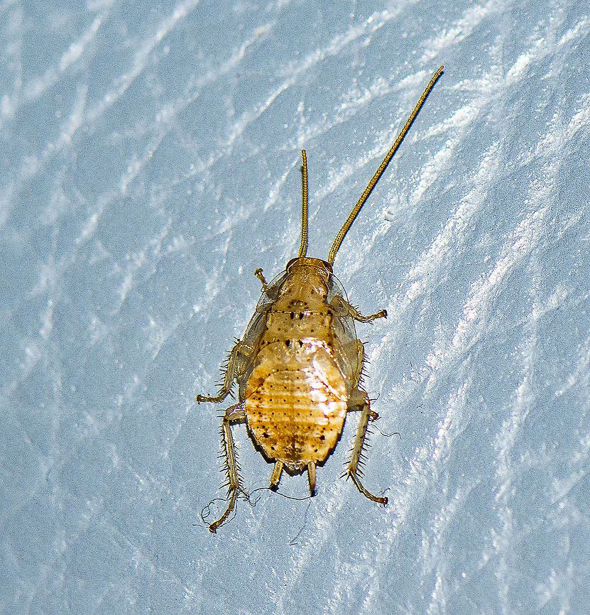 Bug - A cockroach  Austral Ellipsidion Cockroach,Australia,Bark cockroach,Dusky cockroach,Ectobius lapponicus,Ellipsidion australe,Geotagged,Laxta granicollis,Winter