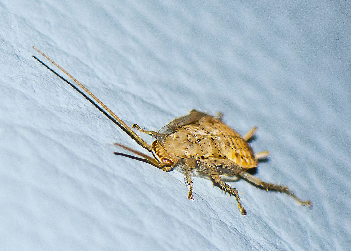 A wood cockroach - Genus Ectobius  Australia,Geotagged,Winter