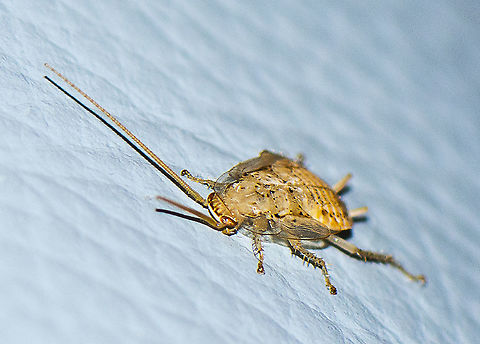 A wood cockroach - Genus Ectobius  Australia,Geotagged,Winter