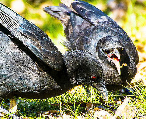 Raucous white - winged choughs  Australia,Corcorax melanorhamphos,Geotagged,Summer,White-winged chough,Winter
