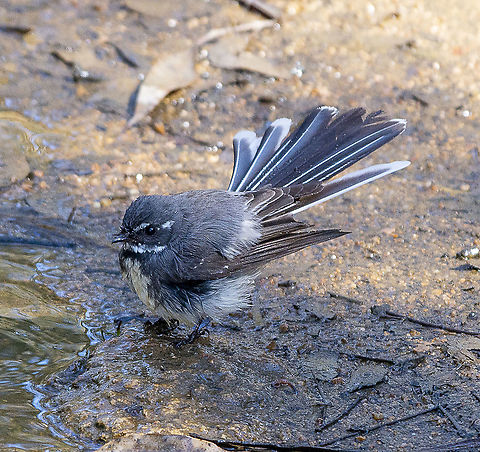 Grey Fantail - Will I won't I  Australia,Geotagged,Grey Fantail,Rhipidura albiscapa,Winter