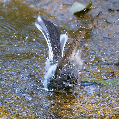 Frenetic Fantail  Australia,Geotagged,Grey Fantail,Rhipidura albiscapa,Winter