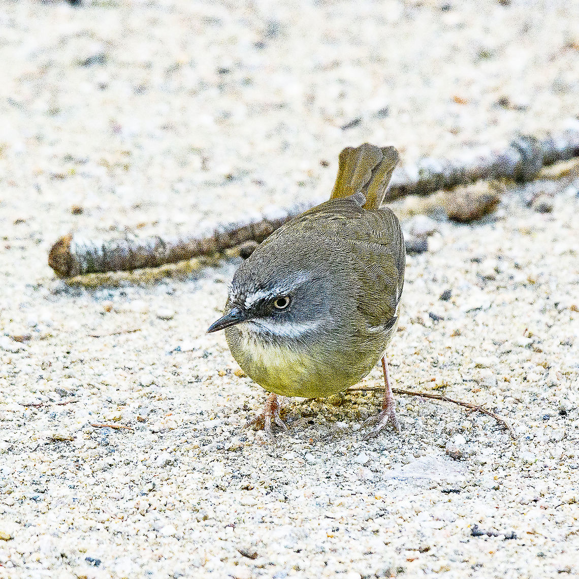White-browed Scrubwren - Sericornis frontalis  Australia,Geotagged,Sericornis frontalis,White-browed Scrubwren,Winter