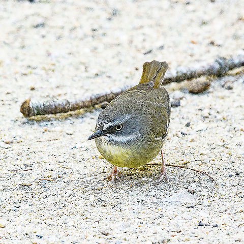 White-browed Scrubwren - Sericornis frontalis  Australia,Geotagged,Sericornis frontalis,White-browed Scrubwren,Winter