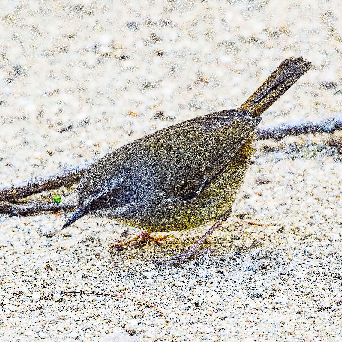 Sericornis frontalis  Australia,Geotagged,Sericornis frontalis,White-browed Scrubwren,Winter