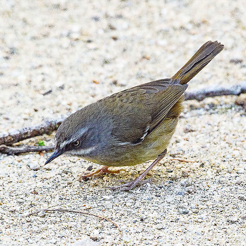 Sericornis frontalis  Australia,Geotagged,Sericornis frontalis,White-browed Scrubwren,Winter