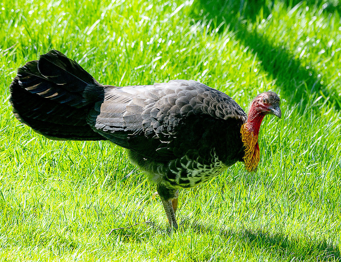 Brush Turkey  Alectura lathami,Australia,Australian Brushturkey,Geotagged,Winter