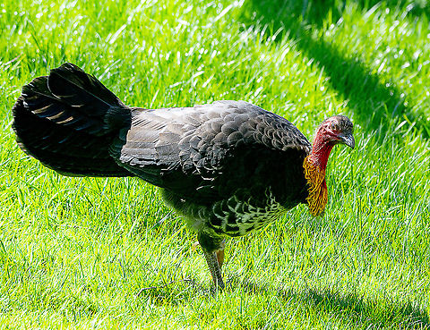 Australian Brushturkey