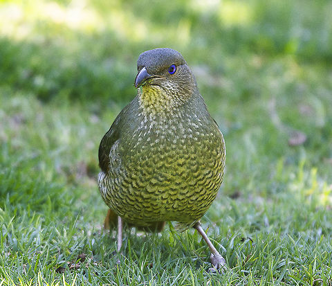 Satin Bowerbird - Female  Australia,Geotagged,Ptilonorhynchus violaceus,Satin Bowerbird,Winter